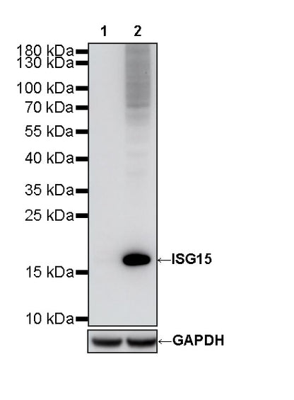 ISG15 Recombinant Rabbit mAb (S-5475)