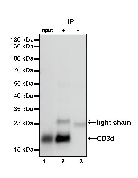 CD3d Recombinant Rabbit mAb (S-R318)