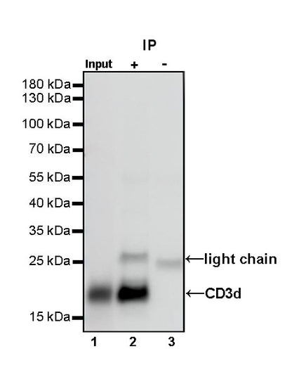 CD3d Recombinant Rabbit mAb (S-R318)