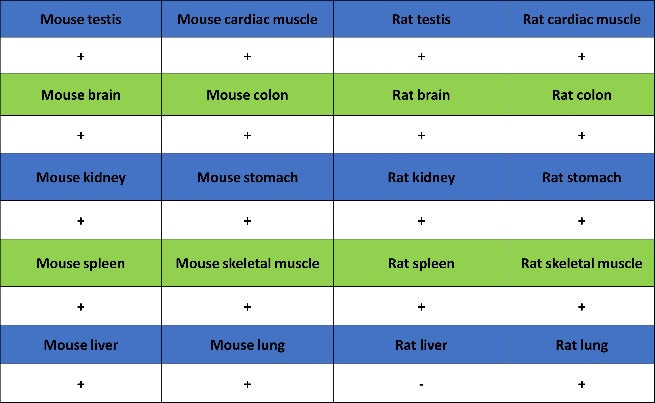 Argonaute 2 Recombinant Rabbit mAb (S-2620-13)