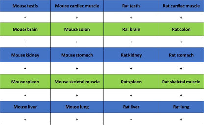 Argonaute 2 Recombinant Rabbit mAb (S-2620-13)