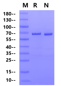 ACVR2A GST Tag Protein, Human