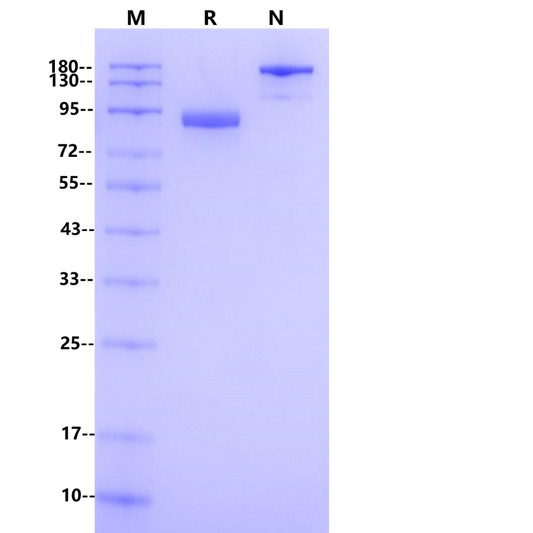 Product image media