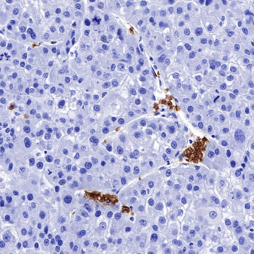 Glycophorin C Recombinant Rabbit mAb (S-027-214)