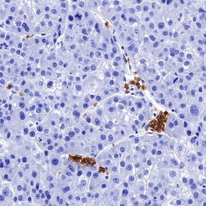 Glycophorin C Recombinant Rabbit mAb (S-027-214)