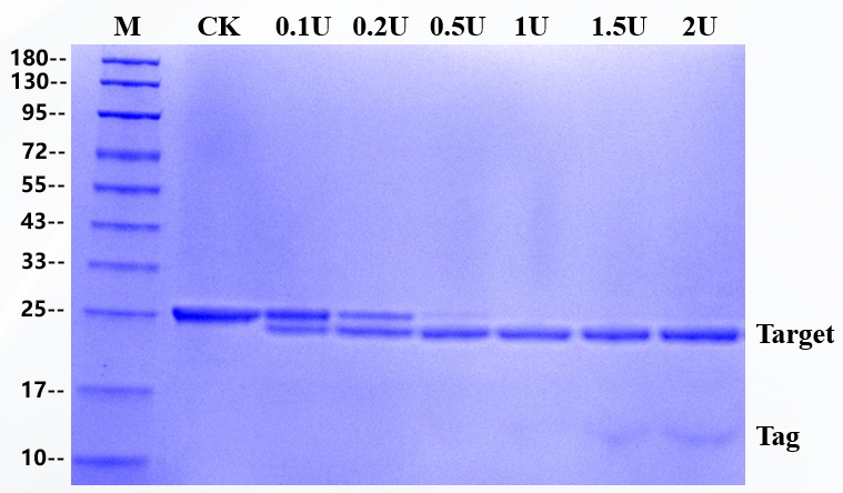 Recombinant Tobacco Etch Virus Protease (rTEV)