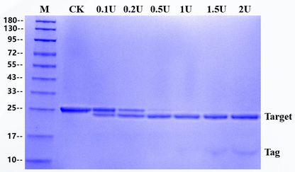 Recombinant Tobacco Etch Virus Protease (rTEV)