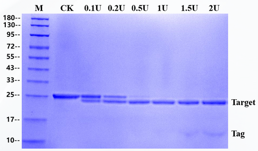Recombinant Tobacco Etch Virus Protease (rTEV)