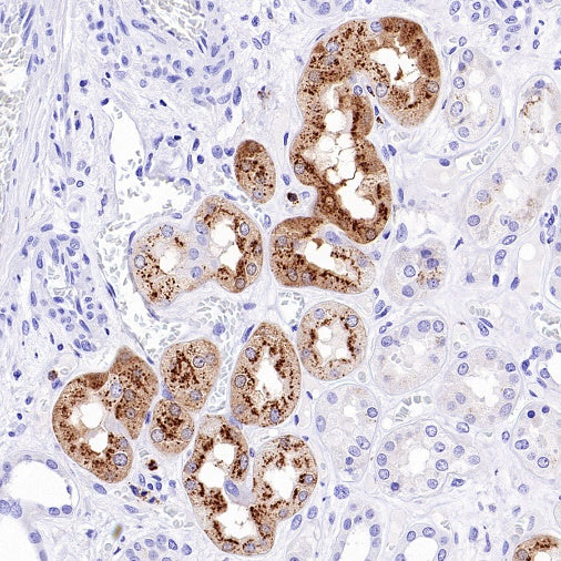 Lysozyme Rabbit Polyclonal Antibody