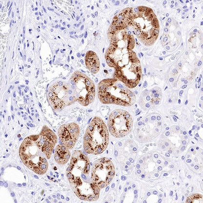 Lysozyme Rabbit Polyclonal Antibody