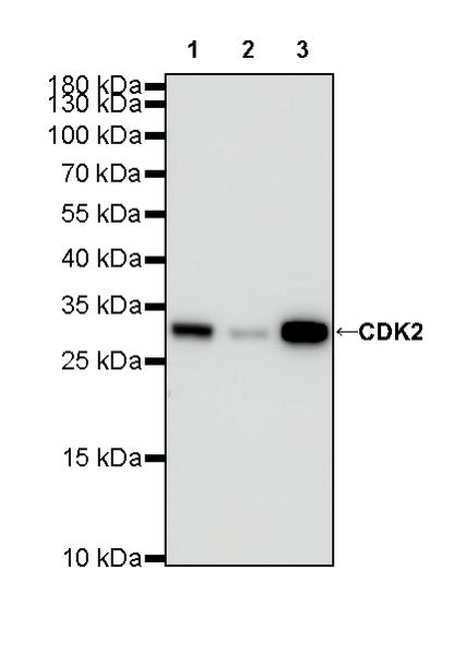CDK2 Recombinant Rabbit mAb (SDT-064-40)