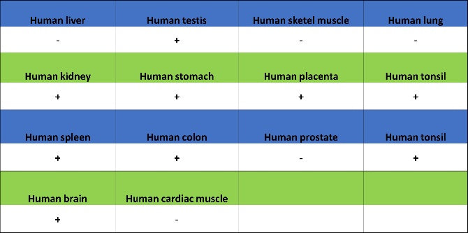 GSK3β Recombinant Rabbit mAb (S-1209-102)