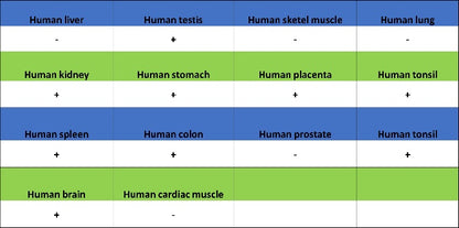 GSK3β Recombinant Rabbit mAb (S-1209-102)