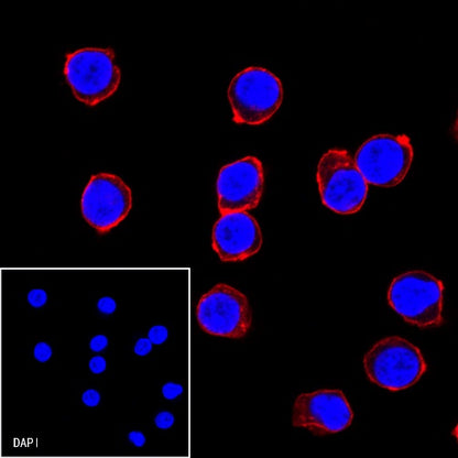 CD45 Recombinant Rabbit mAb (Alexa Fluor® 594 Conjugate) (S-R035)