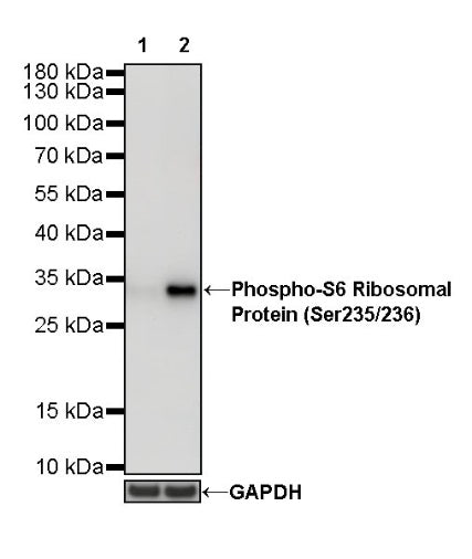 Phospho-S6 Ribosomal Protein (Ser235/236) Recombinant Rabbit mAb (S-R203)