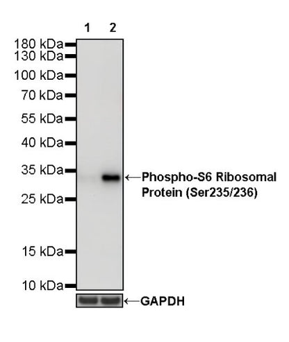 Phospho-S6 Ribosomal Protein (Ser235/236) Recombinant Rabbit mAb (S-R203)