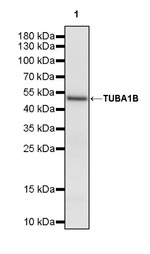 TUBA1B Rabbit Polyclonal Antibody