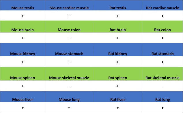 YTHDF2 Recombinant Rabbit mAb (S-1569-42)