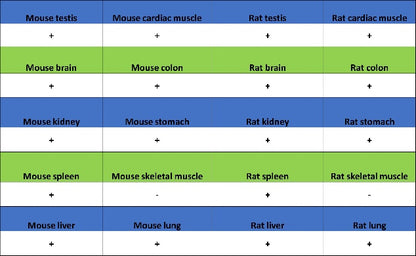 YTHDF2 Recombinant Rabbit mAb (S-1569-42)