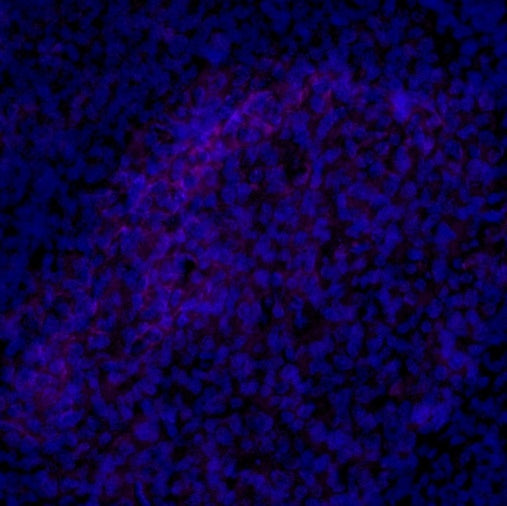 CD23 Recombinant Rabbit mAb (Alexa Fluor® 700 Conjugate) (SDT-028-67)