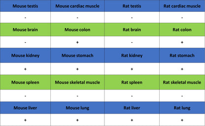 Cytokeratin 7 Recombinant Rabbit mAb (S-5954)