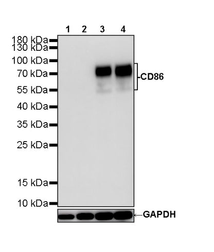 CD86 Recombinant Rabbit mAb (S-6175)