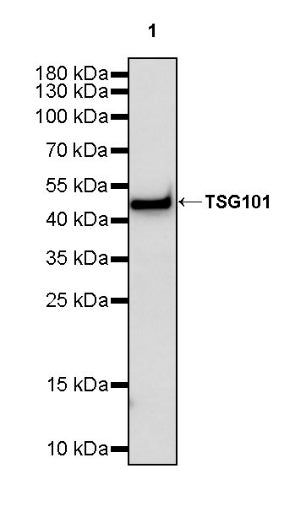 TSG101 Recombinant Rabbit mAb (S-1868-76)