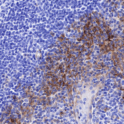 CD138 Recombinant Rabbit mAb,PBS Only (SDT-R120)