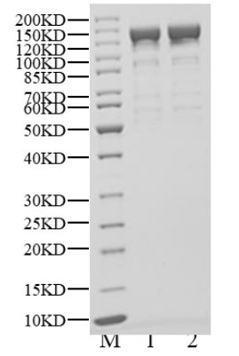 Biotinylated PIK3CA/PIK3R1 (WT) Protein, Human