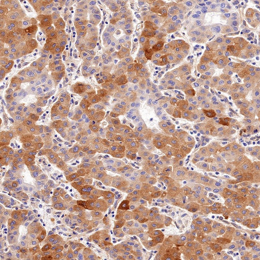 FAM129B Recombinant Rabbit mAb (S-1534-24)