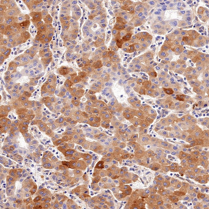 FAM129B Recombinant Rabbit mAb (S-1534-24)