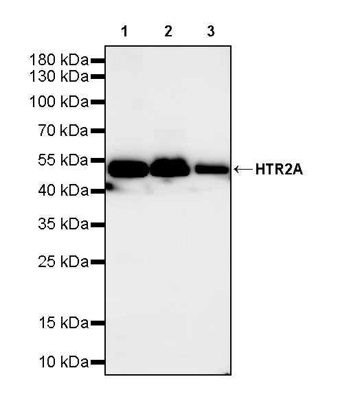 HTR2A Recombinant Rabbit mAb (S-4426-14)