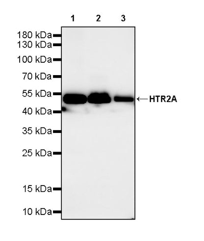 HTR2A Recombinant Rabbit mAb (S-4426-14)