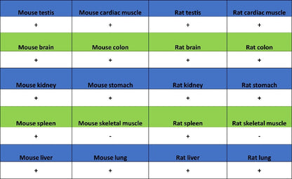eEF2 Recombinant Rabbit mAb (S-1976-35)