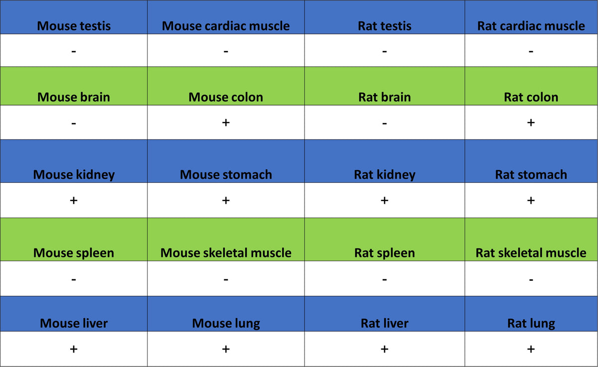 SCTR Recombinant Rabbit mAb (S-3949-52)