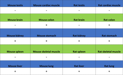 SCTR Recombinant Rabbit mAb (S-3949-52)