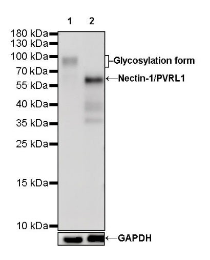 Nectin-1/PVRL1 Recombinant Rabbit mAb (S-279-140)