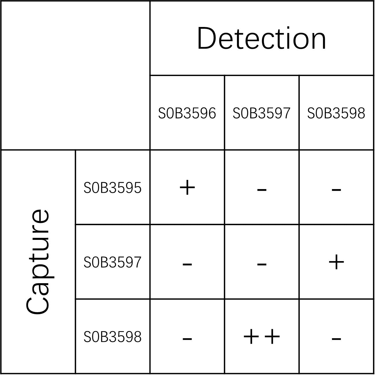 TNF-R2 Recombinant Rabbit mAb (SDT-2099-516)
