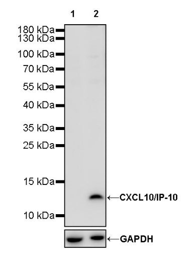 CXCL10/IP-10 Rabbit Polyclonal Antibody