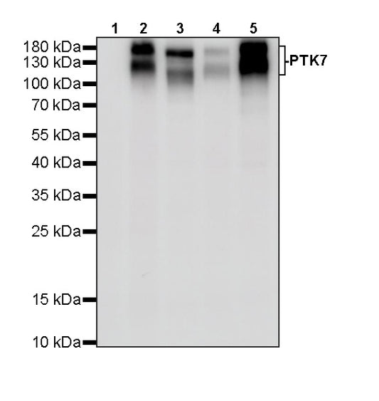 PTK7 Recombinant Rabbit mAb ,PBS Only(SDT-2432-156)