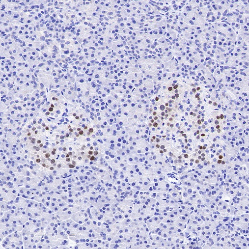 MAFA Recombinant Rabbit mAb (SDT-2040-6)