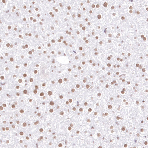 EHMT2/G9A Recombinant Rabbit mAb (S-4200)