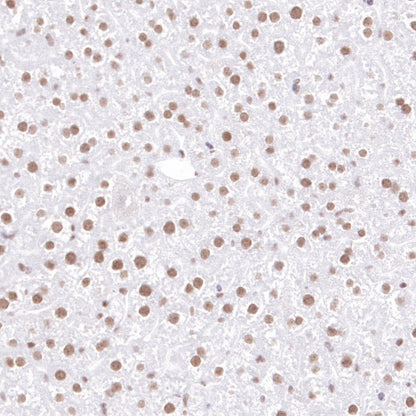EHMT2/G9A Recombinant Rabbit mAb (S-4200)