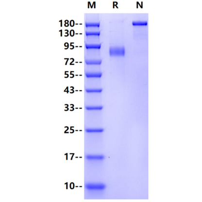 Product image media