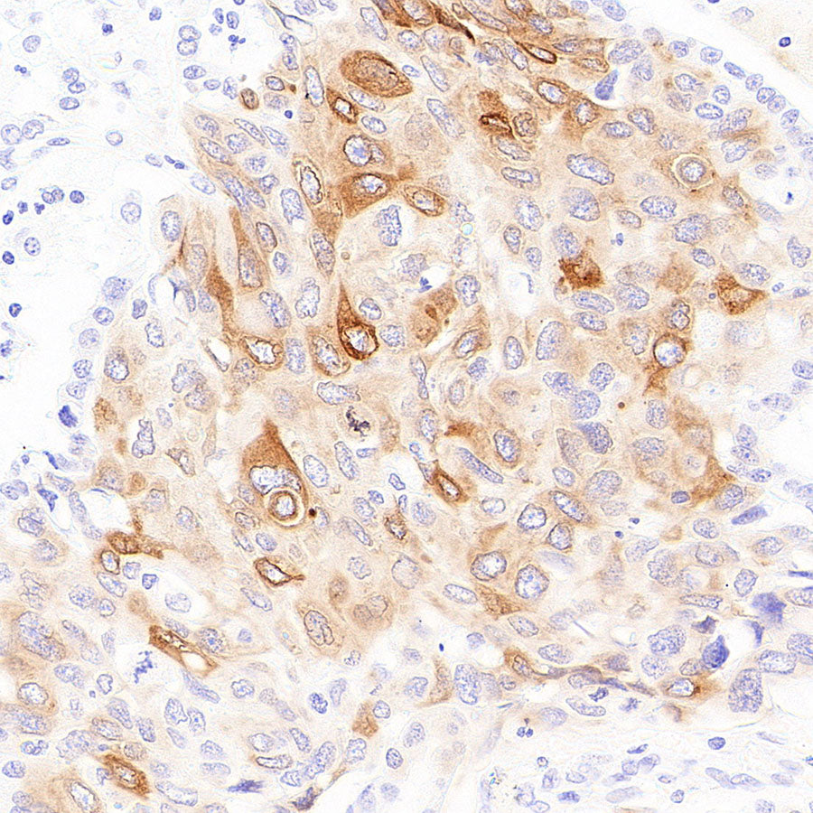 SCD Recombinant Rabbit mAb (S-4467-1)