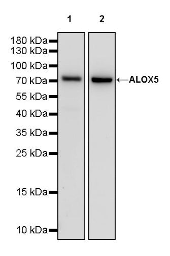 ALOX5 Recombinant Rabbit mAb (S-1980-27)