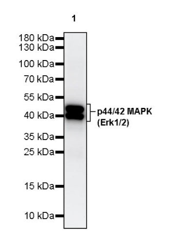 p44/42 MAPK (Erk1/2) Recombinant Rabbit mAb (S-3600)