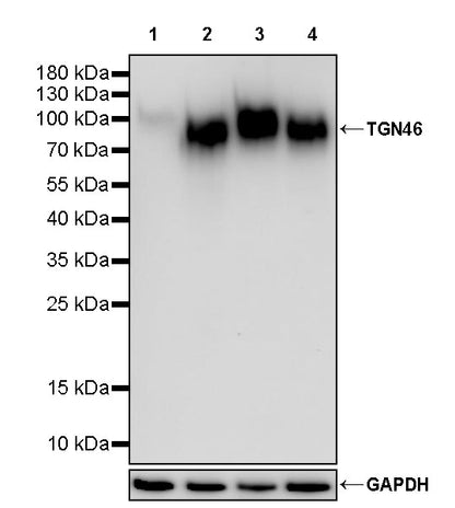 TGN46 Recombinant Rabbit mAb (S-3514-47)