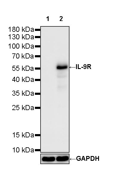 IL-9R Recombinant Rabbit mAb (S-4029-48)