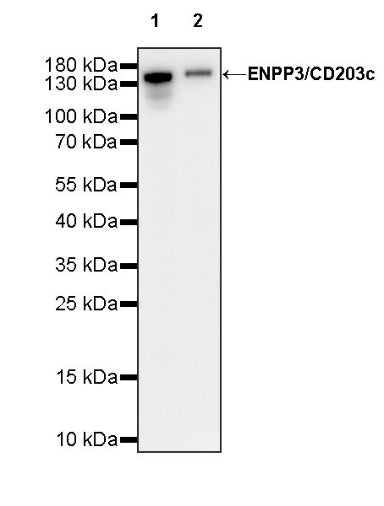 ENPP3/CD203c Recombinant Rabbit mAb (S-1632-11)